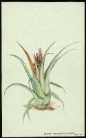Image of Aechmea recurvata