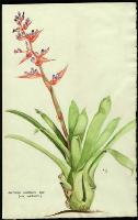 Image of Aechmea weilbachii var. weilbachii
