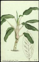 Image of Aglaonema commutatum 'Tricolor'