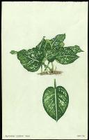 Image of Aglaonema costatum