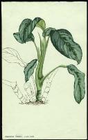 Image of Aglaonema crispum