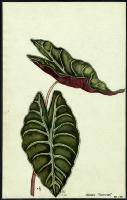 Image of Alocasia 'Chantrieri'