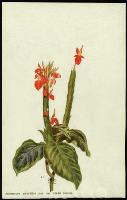 Image of Aphelandra aurantiaca var. roezlii