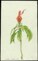 Image of Aphelandra sinclairiana