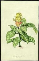 Image of Aphelandra squarrosa 'Dania'