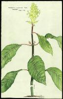 Image of Aphelandra squarrosa 'Leopoldii'