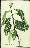 Image of Aphelandra squarrosa 'Louisae'