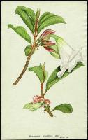 Image of Beaumontia grandiflora