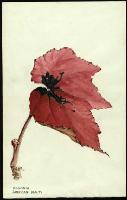 Image of Begonia 'American Beauty'