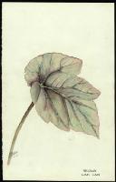 Image of Begonia 'Can Can'