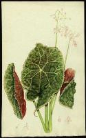 Image of Begonia goegoensis