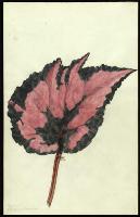 Image of Begonia 'Pride of St Albans'
