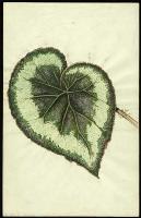 Image of Begonia 'Queen of Hanover'