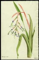 Image of Billbergia cassii