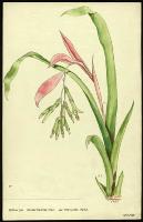 Image of Billbergia distachia