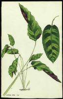 Image of Calathea lietzei