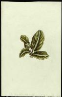 Image of Calathea undulata
