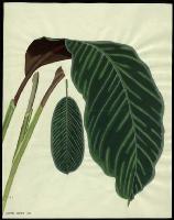 Image of Calathea zebrina