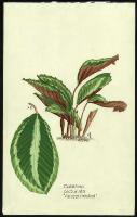 Image of Calathea picturata 'Vandenheckei'