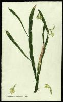 Image of Carmichaelia williamsii