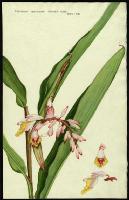 Image of Catimbium speciosum