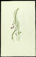 Image of Ceropegia dilatiloba