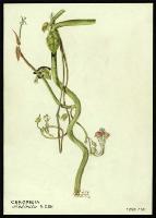 Image of Ceropegia distincta
