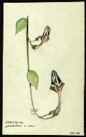 Image of Ceropegia gemmifera