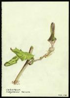 Image of Ceropegia robynsiana