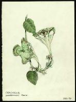 Image of Ceropegia sandersonii