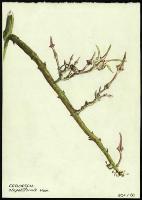 Image of Ceropegia stapeliiformis