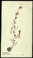 Image of Ceropegia woodii