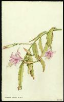 Image of Chiapasia nelsonii