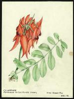 Image of Clianthus formosus