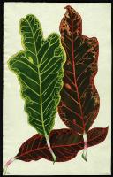 Image of Codiaeum variegatum var. pictum 'America'