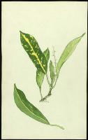 Image of Codiaeum 'Aucubaefolium'