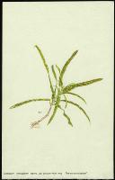 Image of Codiaeum 'Aureo - punctatum'