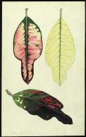 Image of Codiaeum 'Bob Bullock'