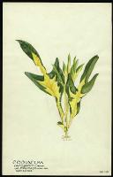 Image of Codiaeum 'Conspicua'