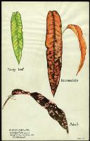 Image of Codiaeum 'Corsair'