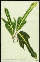Image of Codiaeum 'Craigii'
