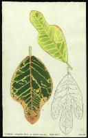 Image of Codiaeum 'Dreer No 7'