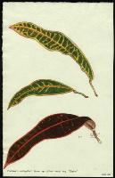 Image of Codiaeum 'Elaine'