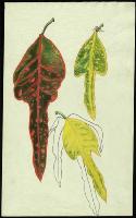 Image of Codiaeum 'Exotica'