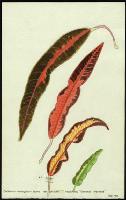 Image of Codiaeum 'General Marshall'