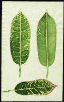 Image of Codiaeum 'Gigantea Rosea'