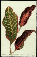 Image of Codiaeum 'Gloriosa'