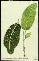 Image of Codiaeum 'Harvest Moon'