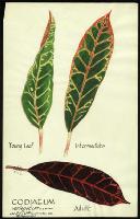 Image of Codiaeum 'Hilleanum'