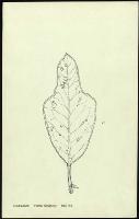 Image of Codiaeum 'Irene Kingsley'